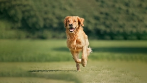Golden retriever courant dans un champ