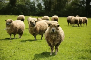 Mouton normand dans un champs