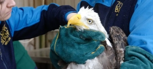 Lutte contre la grippe aviaire