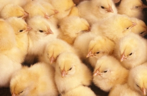 Groupe de poussins
