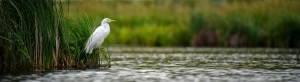 an egret next to a river