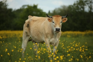 Vache dans un pré