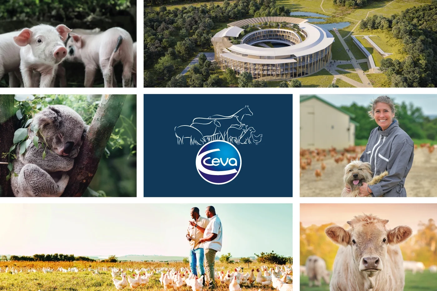 Collage d'images repr&eacute;sentant les activit&eacute;s de Ceva Sant&eacute; Animale : recherche, production et soins v&eacute;t&eacute;rinaires
