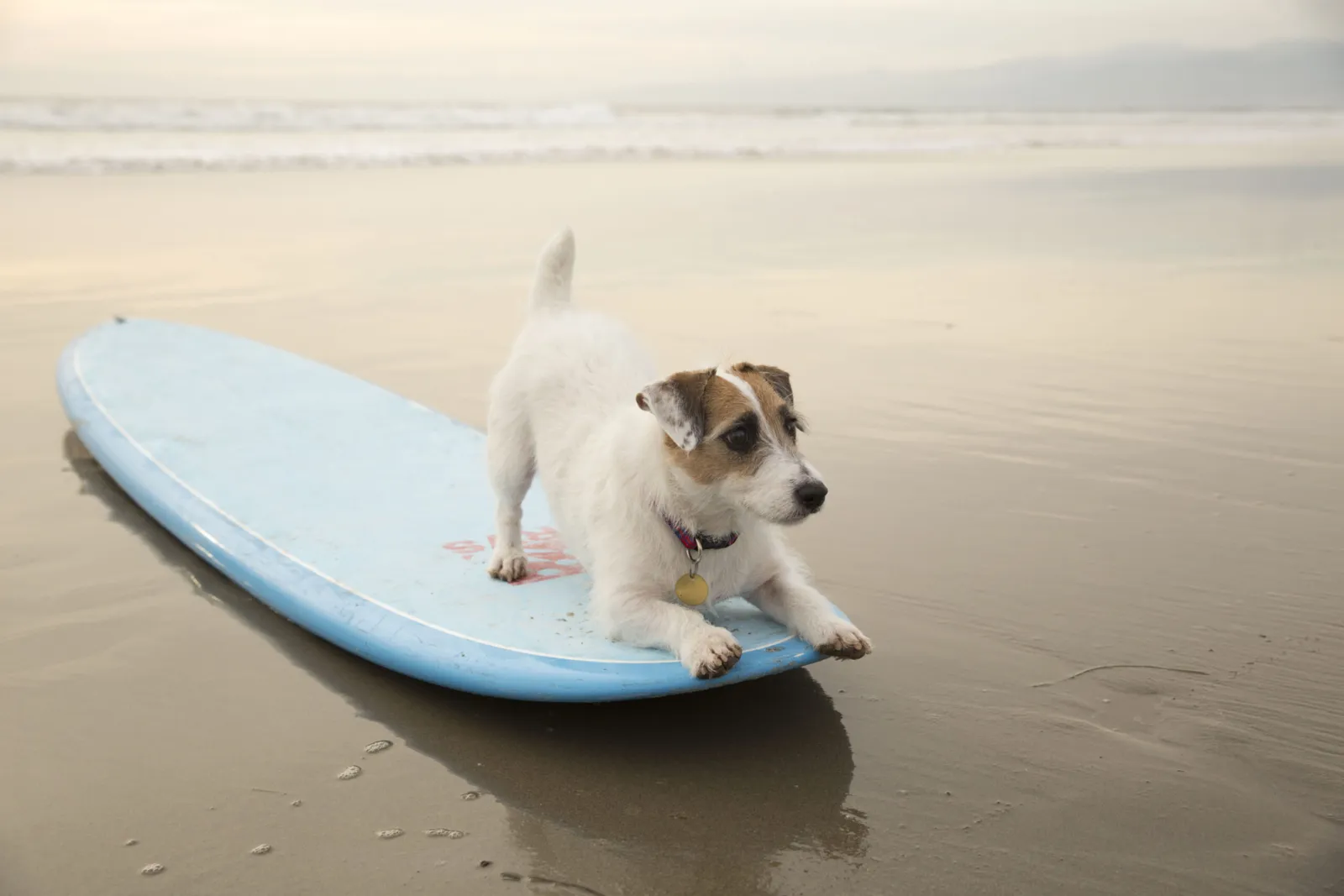 Dog-on-Surfboard-1-scaled.jpg