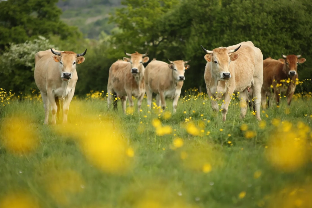 Vache Nantaise dans les champs