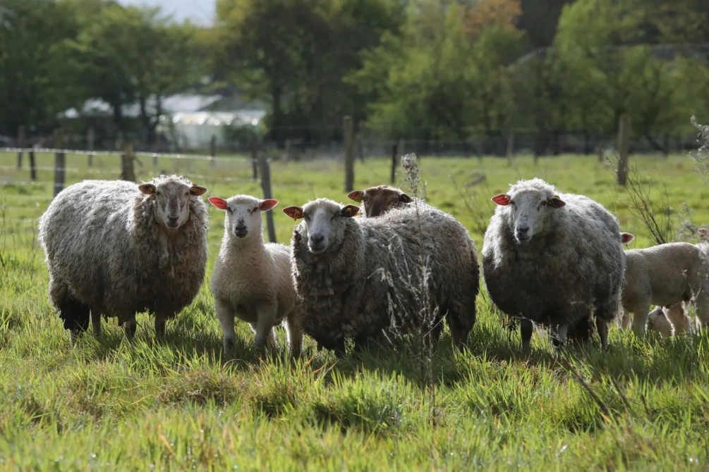 Moutons de belle iles dans un champs