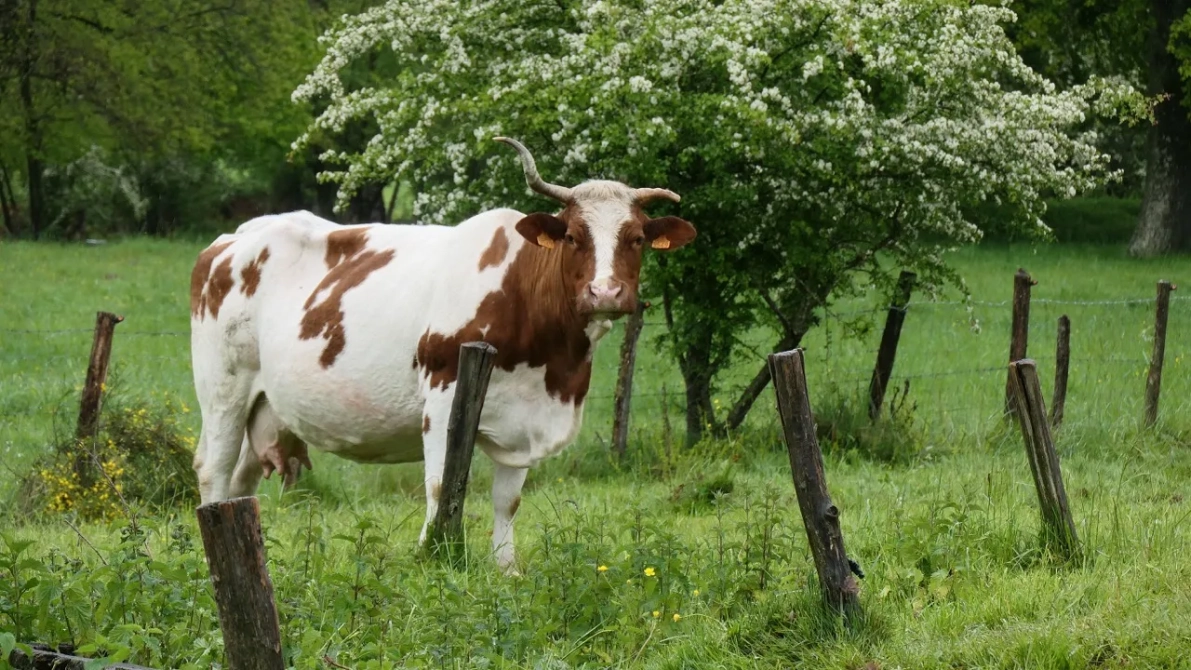 Vache Agrobiodiversite