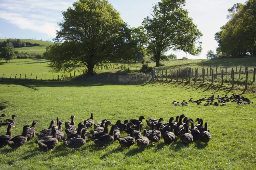 Champs pleins de canards