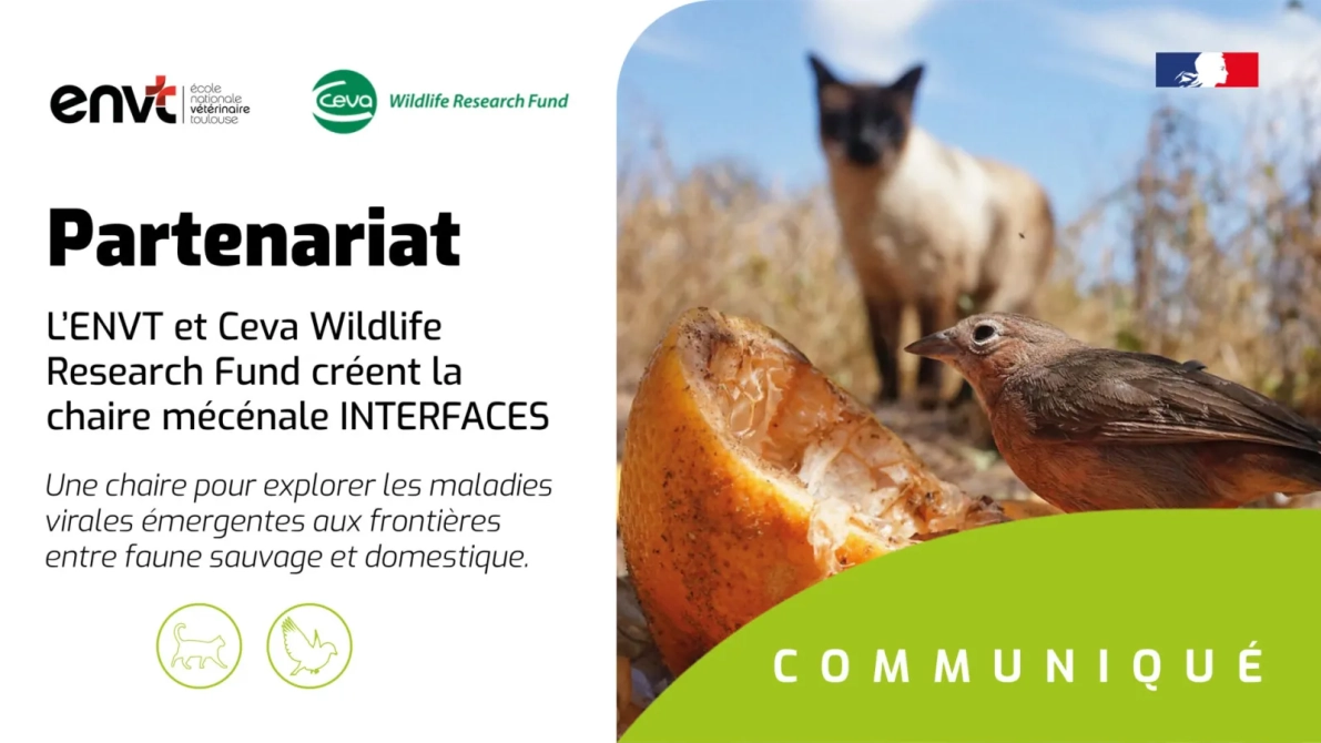 Vignette Chaire mecenale INTERFACES