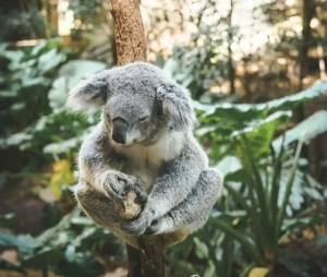 Koala sur une branche