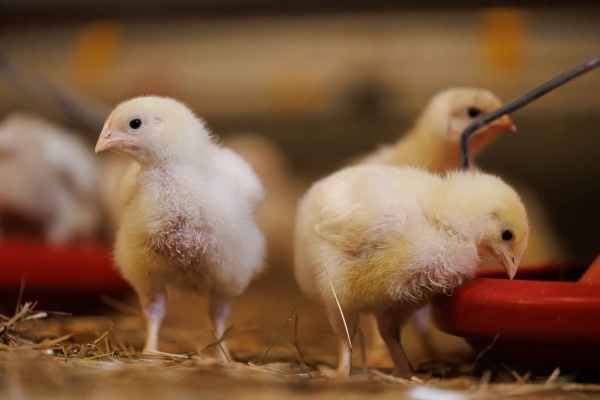 Volailles en élevage — solutions Ceva pour la santé avicole