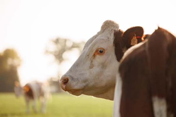 Ruminants au pâturage — solutions Ceva pour bovins et ovins