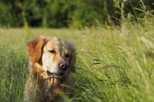 Protection antiparasitaire &mdash; solutions Ceva pour chiens et chats