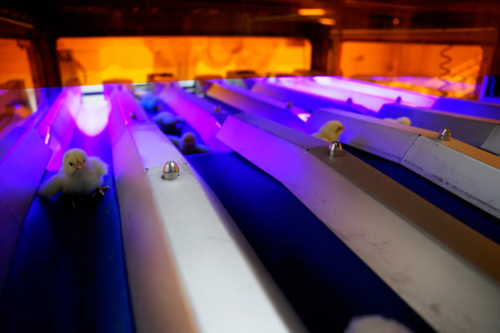 Ing&eacute;nierie des couvoirs &mdash; automatisation Ceva Ecat-iD