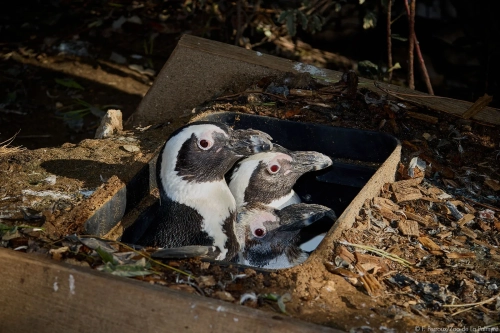 Oiseaux du zoo de la palmyre